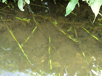 Water Willow moving into deeper water by horizontal stem growth.